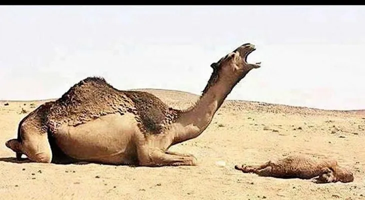 Un camello ataca brutalmente a su dueño en la India