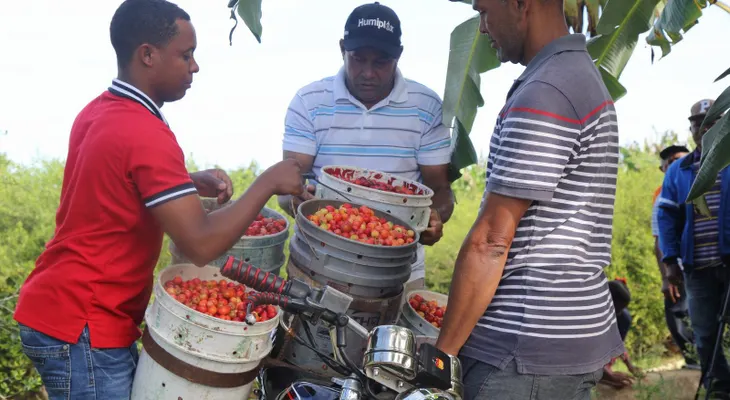 Productores de cerezas de Belloso reciben crédito del Gobierno