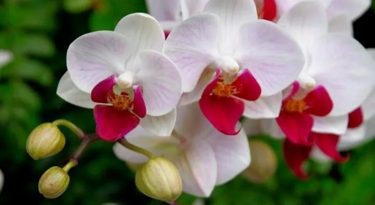 Feria presenta cursos gratuitos sobre cuido casero de plantas vivas