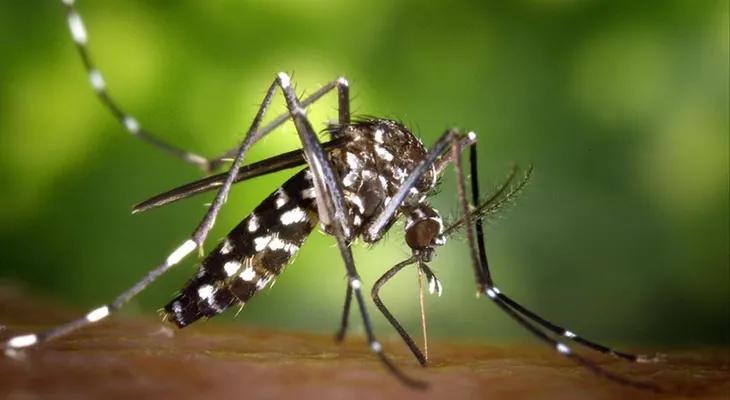 Unos 1.000 millones de personas podrían padecer dengue por cambio climático