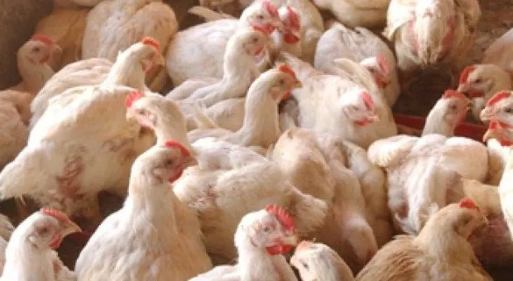 Aumentan precio de libra de pollo en la frontera