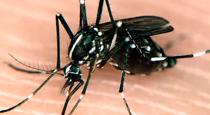 Mitos y verdades sobre la chikungunya: un té de mango verde con canela y malagueta no cura nada