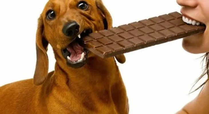 11 cosas que jamás debes hacer con tu perro