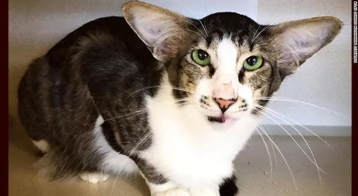 Un gato que se parece a un actor de Star Wars causa revuelo 