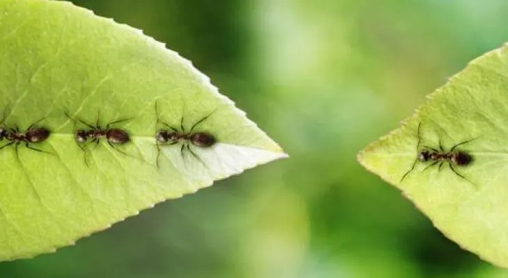¡A combatirlas! Que las hormigas no se coman nuestras plantas