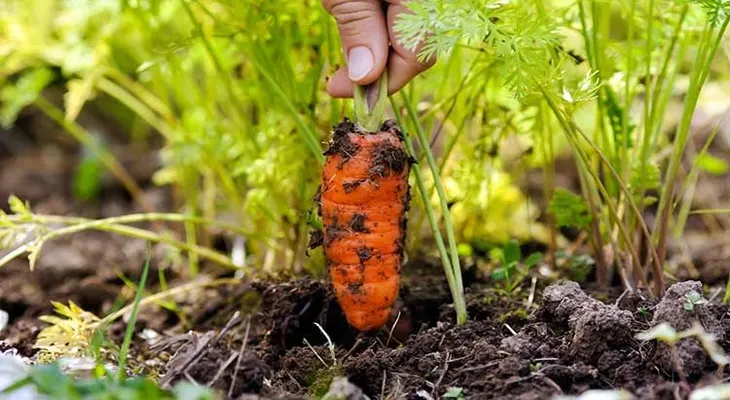 Hacer jardinería te hace feliz y te quita la depresión