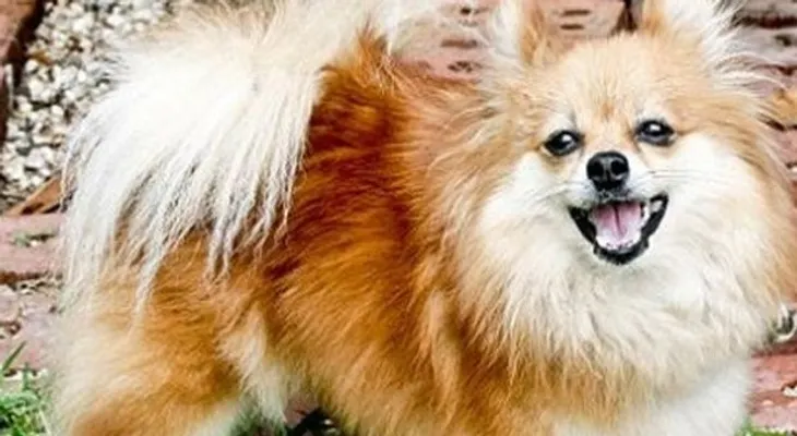 Increíble! Hombre asesina su niña y se la da a comer a un perro
