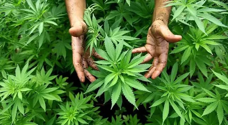 Logran cultivar un alimento con semillas de 800 años de antigüedad y el resultado es sorprendente