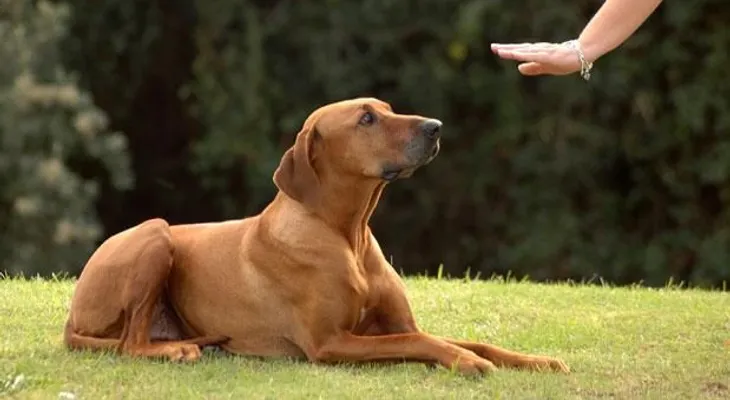¿Cómo comunicarme con mi perro?