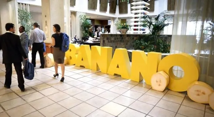  Un nuevo método de mejora genética puede ser respuesta a hongo del banano 
