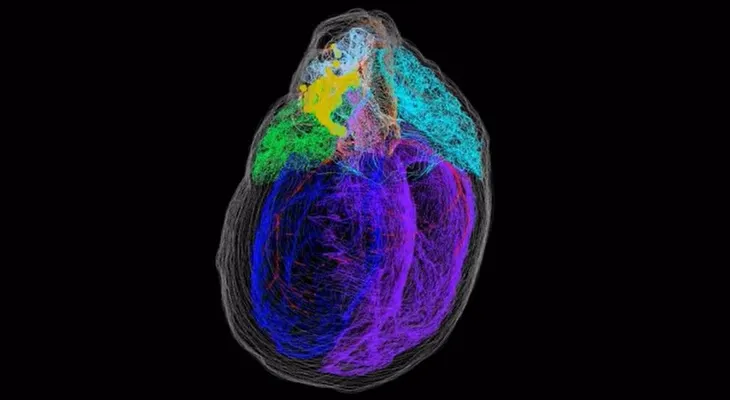 Crean el primer mapa tridimensional de las neuronas del corazón