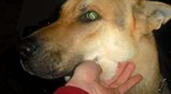 Un niño de 5 años murió ahorcado por su perro