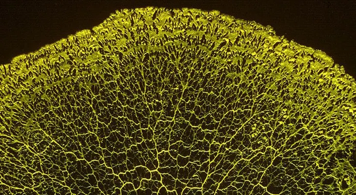 La vida inteligente existía antes de que apareciera el primer cerebro