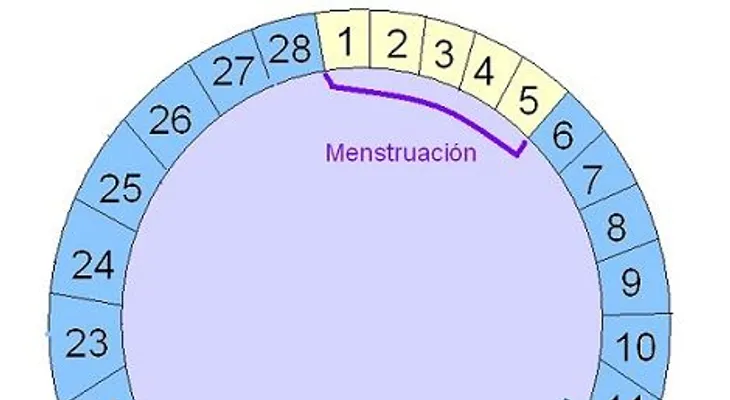 Días fértiles y cálculo de la ovulación (Video)