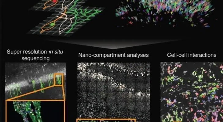 Diseñan un "mapa google" que permitirá avanzar en investigación del alzhéimer, el cáncer y otras enfermedades complejas