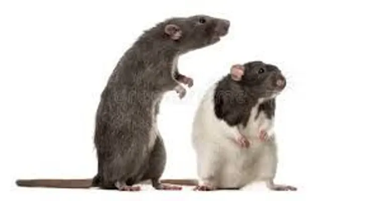 ¡Adiós ratones! 2 ingredientes caseros para eliminarlos de tu hogar