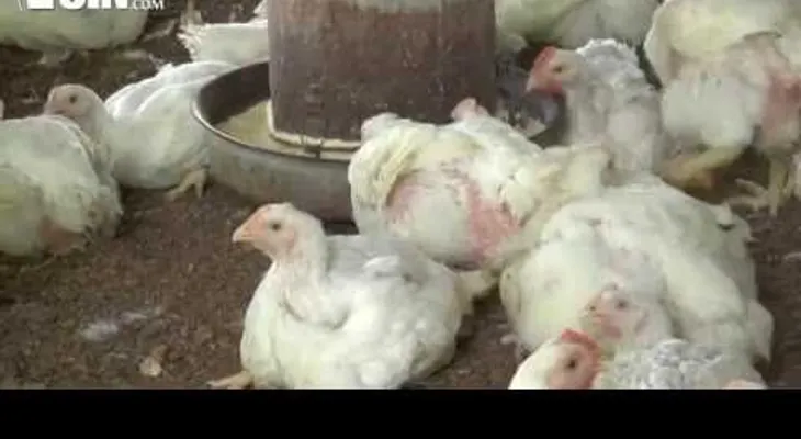 Productores avícolas sienten temor a posible quiebra por sobreproducción de pollo