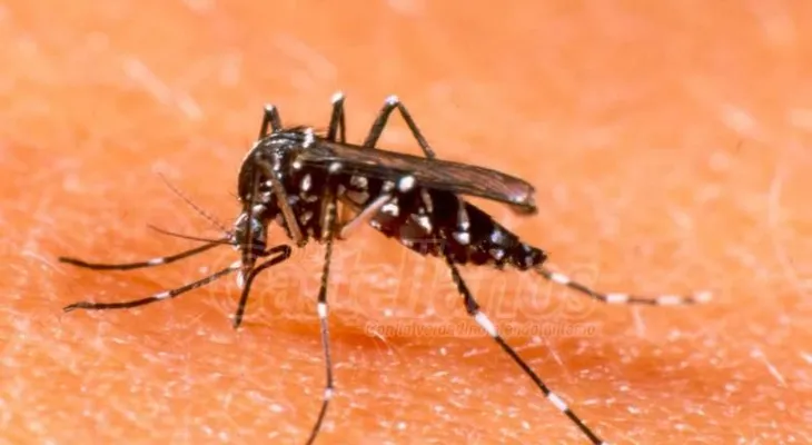 El ADN combatirá  el dengue en fin de semana largo