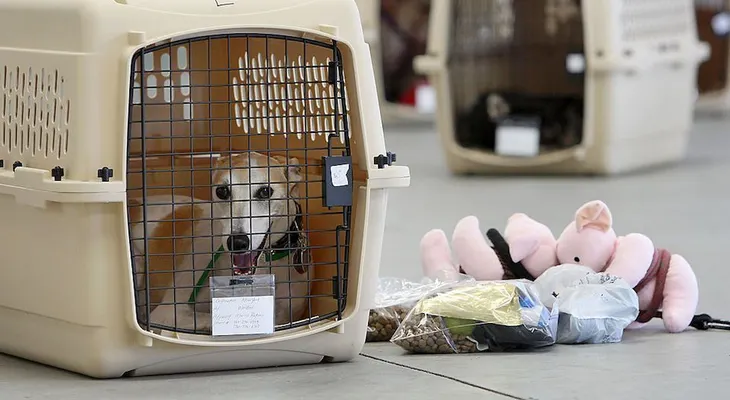 BuscandoaMika: Interjet pierde la mascota de una pasajera