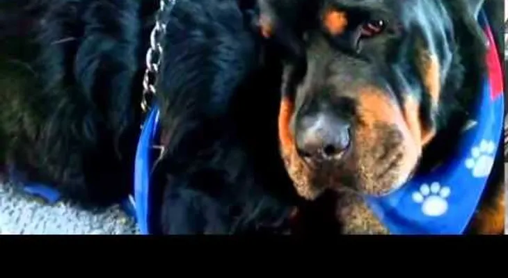 Un perro llora junto al cuerpo sin vida de su hermano: (Video conmovedor)