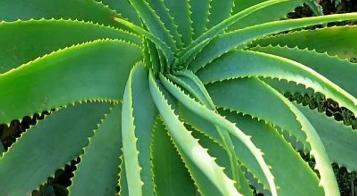 Sábila una planta milagrosa