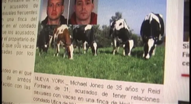Apresan dos hombres por abusar sexualmente con varias vacas