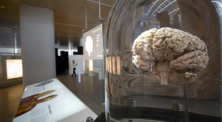  Hallan un método "menos invasivo" para estimular el cerebro mediante luz 