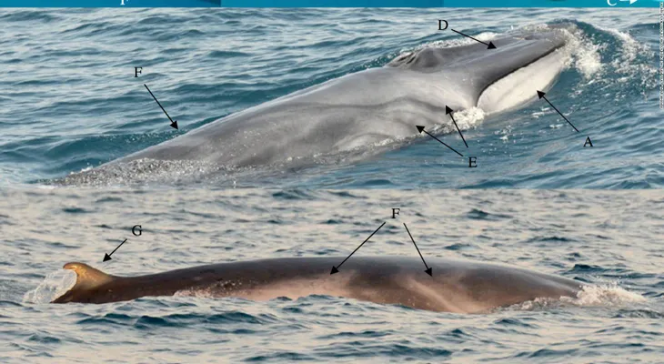 Captan por primera vez en video a ballena extremadamente rara (VIDEO)