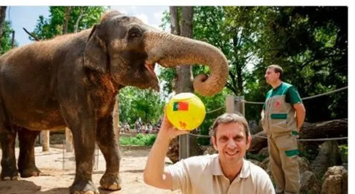 El elefante Zella pronostica al campeón de la Eurocopa 2016