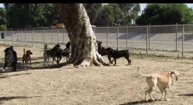 Una ardilla entra en un parque de perros y miren lo que pasó