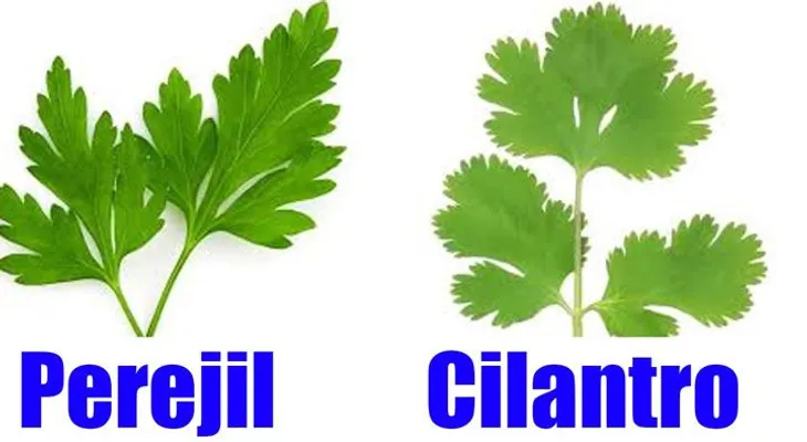 El cilantro y el perejil son la salvación para la diabetes, hígado, riñones, páncreas, vista y colesterol 