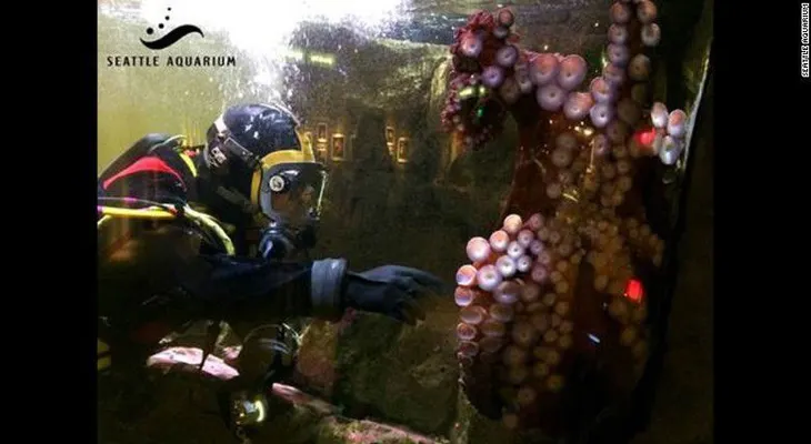 Acuario cancela sesión de apareamiento entre pulpos por miedo al canibalismo