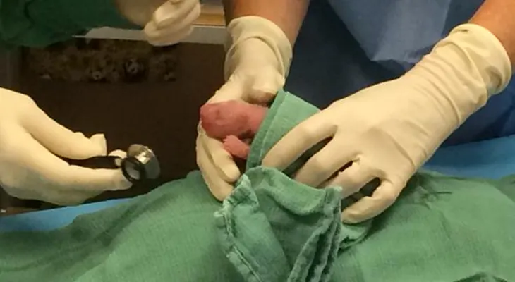 ¡Fueron dos!.. los pandas que nacieron en Washington