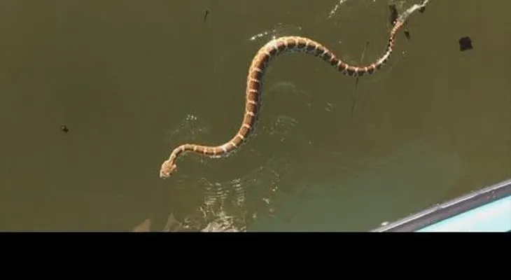 Navegan por un lago cuando una serpiente venenosa intenta subirse a bordo