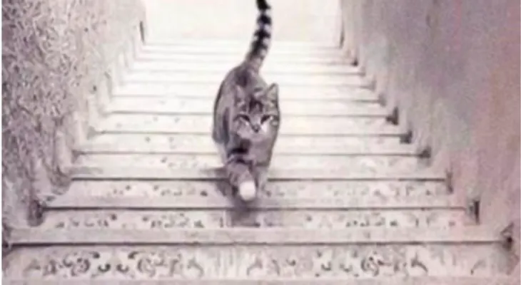¿El gato sube o baja las escaleras? Este test te revela tus aspectos más ocultos