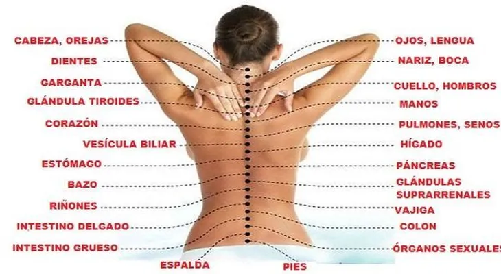 La verdadera causa del dolor: ¿Cómo la columna vertebral está conectada a los órganos internos?