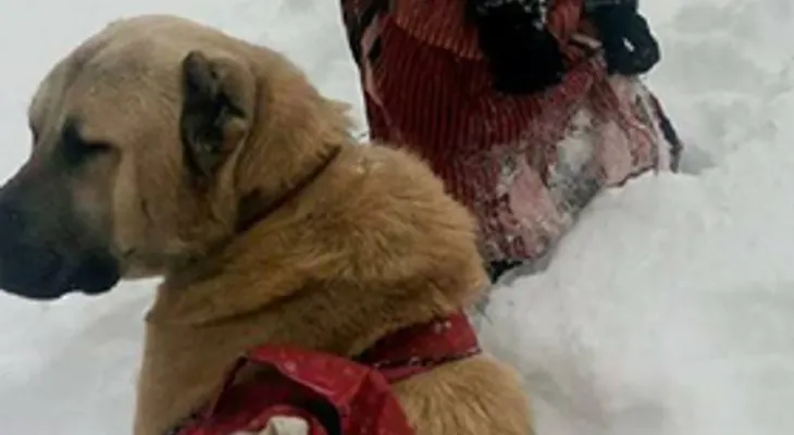 Una niña y su perro rescatan a una cabra y su bebé recién nacido