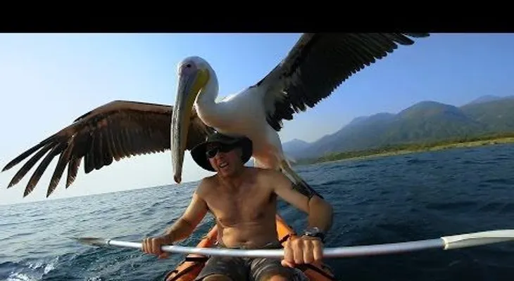 Este pelícano aprende a volar y pesca  (VIDEO)