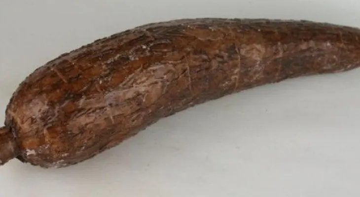 Video: Operan costarricense se introdujo yuca de 18 pulgadas en el ano
