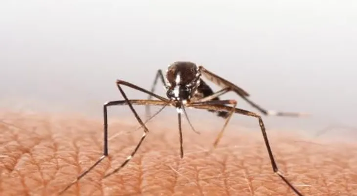 El mejor remedio para ahuyentar los mosquitos de una vez por todas (VIDEO)