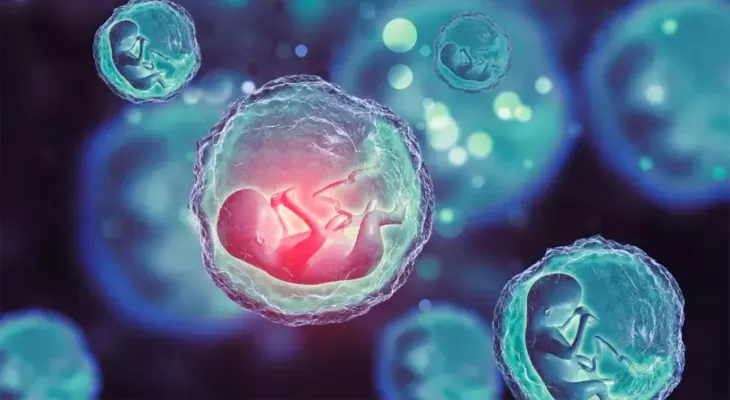 Embriones humanos sintéticos con células madre sin óvulos ni esperma
