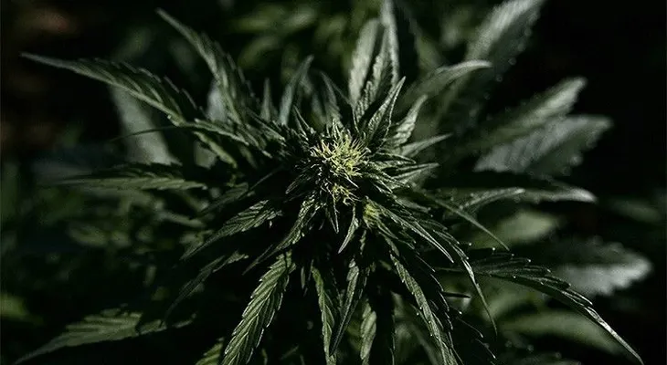 Canadá, primer país del G-7 que legalizará la marihuana