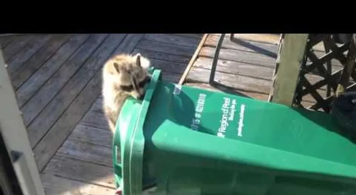 Un mapache se lleva a rastras un cubo de basura