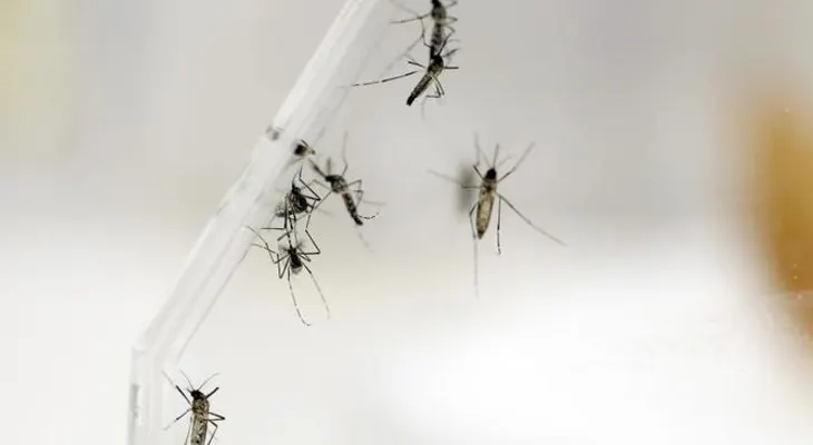 Científicos de EE.UU. localizan anticuerpos que protegen del zika