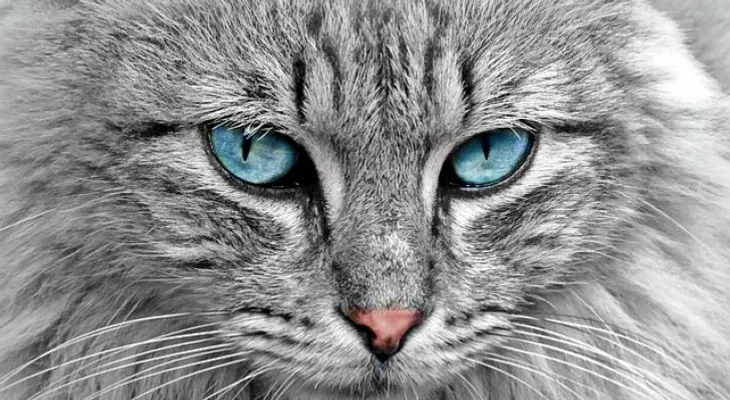 Crean una puerta inteligente para gatos
