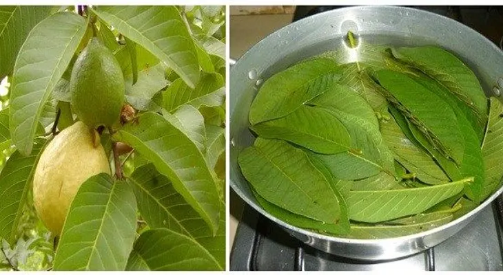En estas hojas se esconde la cura definitiva para la diabetes y colesterol.