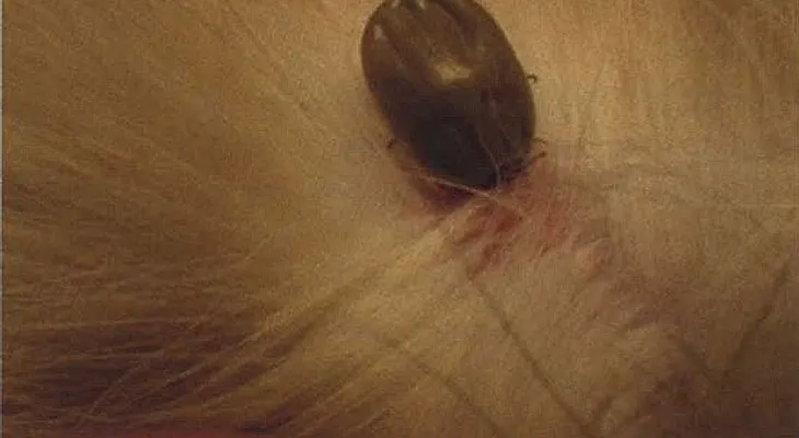 Las garrapatas, peligrosas para humanos y animales.