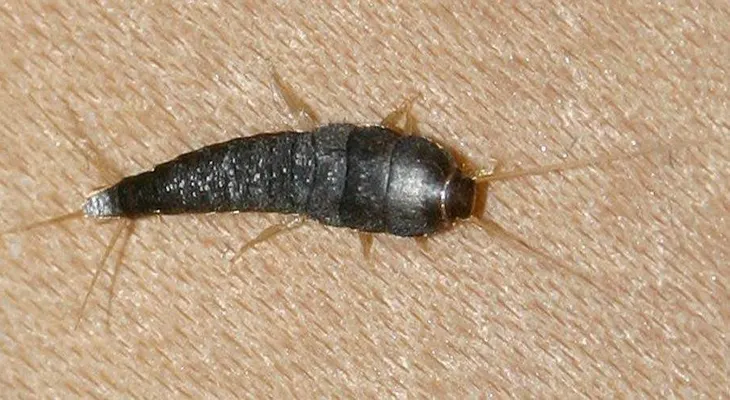 Cómo acabar con los pececillos de plata del baño