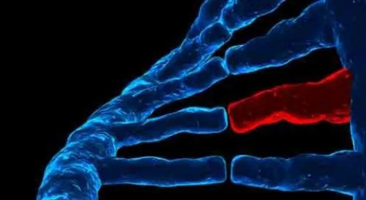 Reducen a la mitad riesgo infarto al desactivar un gen
