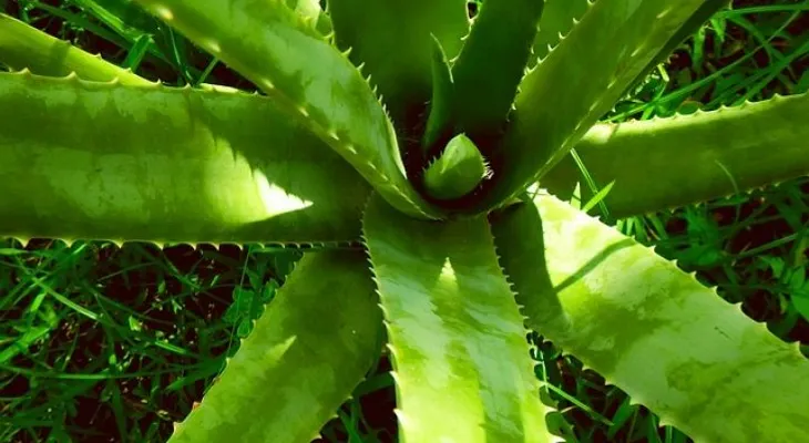 Jugo de aloe vera para aliviar la acidez estomacal 